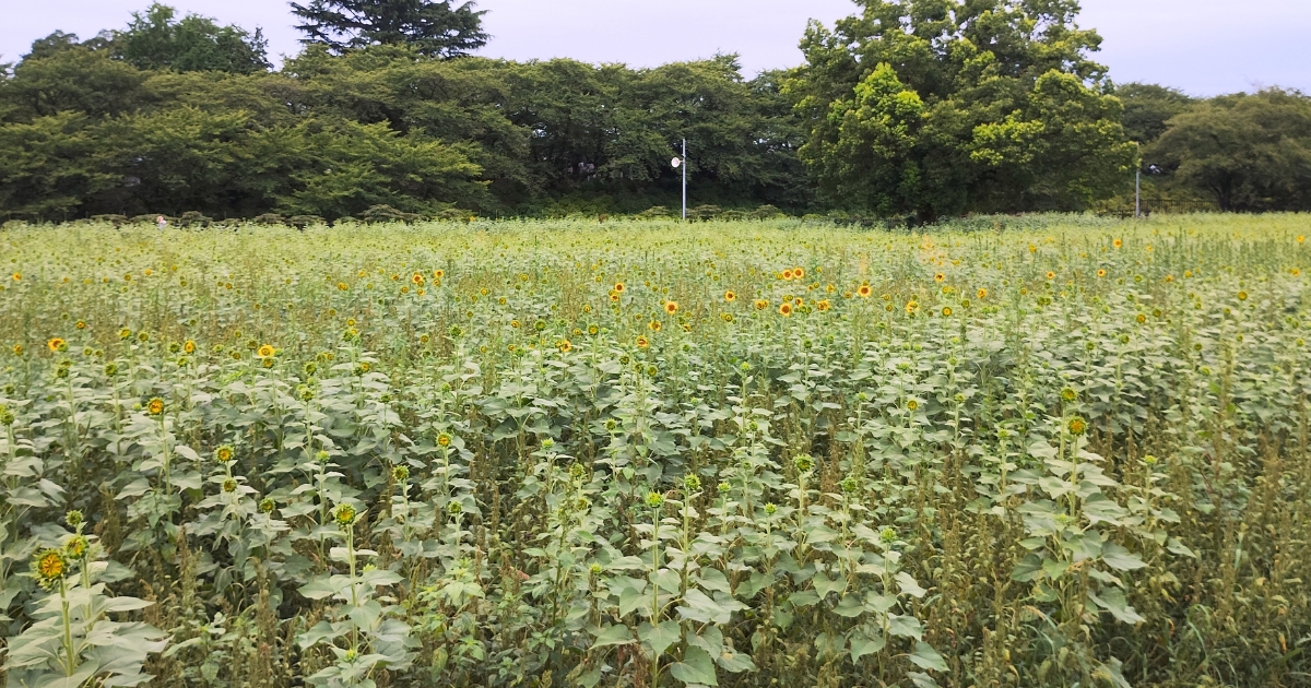 幸手市権現堂:ひまわりの開花状況(2025年8月1日撮影)