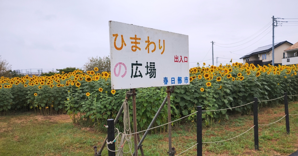 春日部市・牛島古川公園のひまわり広場(出入口)
