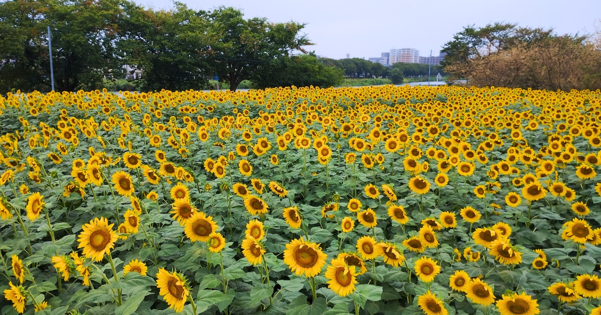 牛島古川公園ひまわりの広場(2025年8月1日撮影)