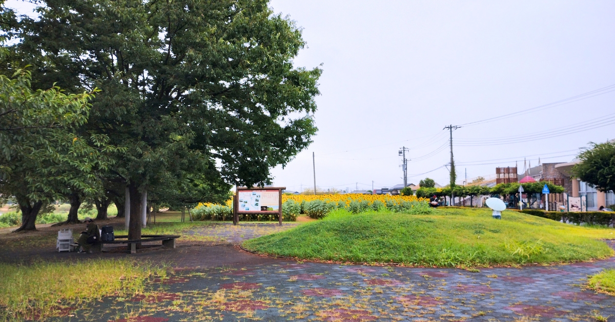 牛島古川公園:築山(ひまわり畑の撮影スポット)
