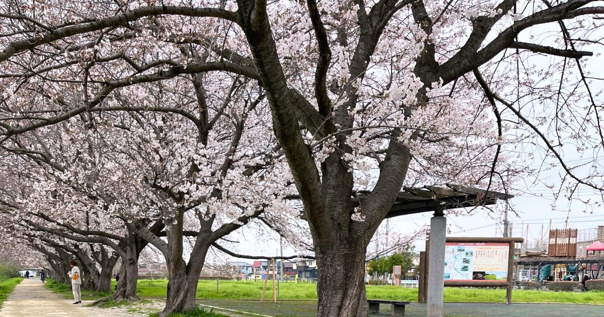 春日部エンゼルドーム前のひまわり広場:古利根川の桜並木