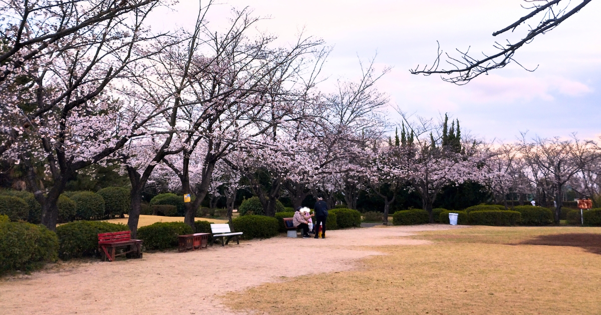 一ノ割公園お花見スポット(2026年3月27日撮影)