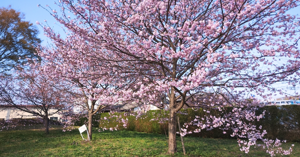 庄和総合支所前の桜(2026年3月27日撮影)