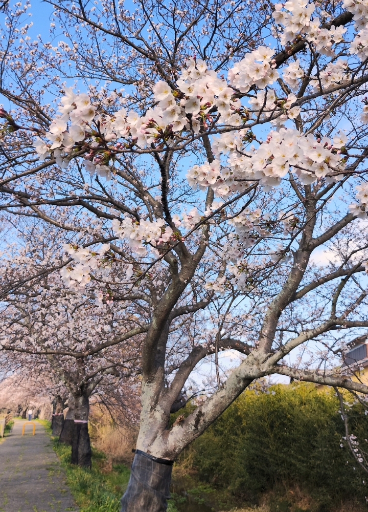 さくら公園(道の駅庄和):桜並木