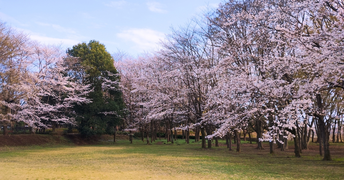内牧公園お花見広場(2026年3月27日撮影)