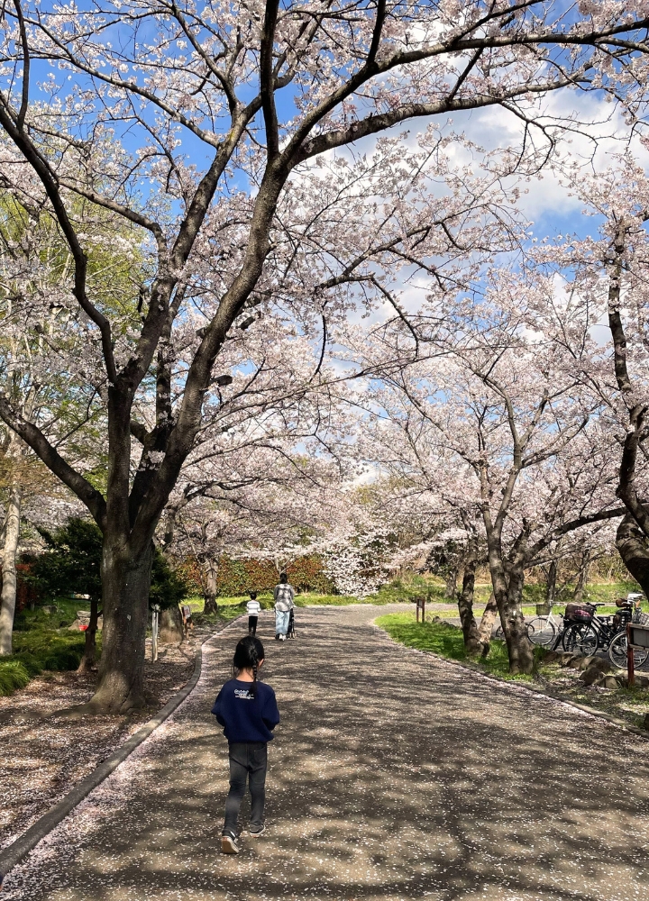 内牧公園の桜