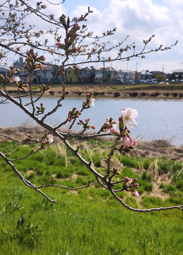 牛島古川公園:桜の開花状況(2026年3月27日撮影)