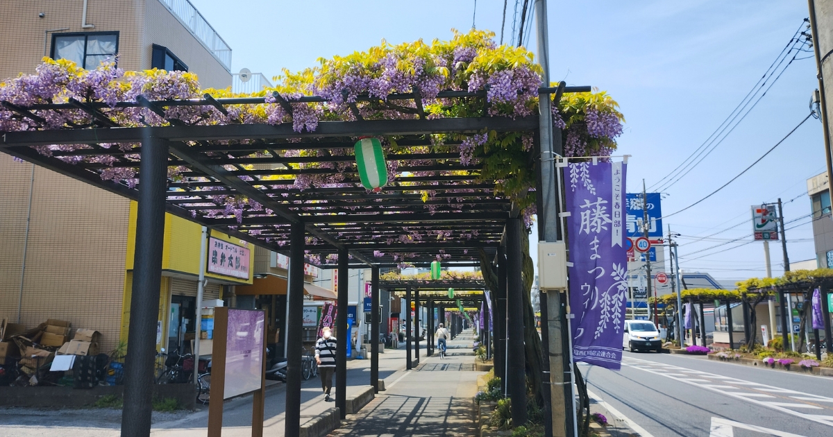 春日部ふじ通りの藤棚