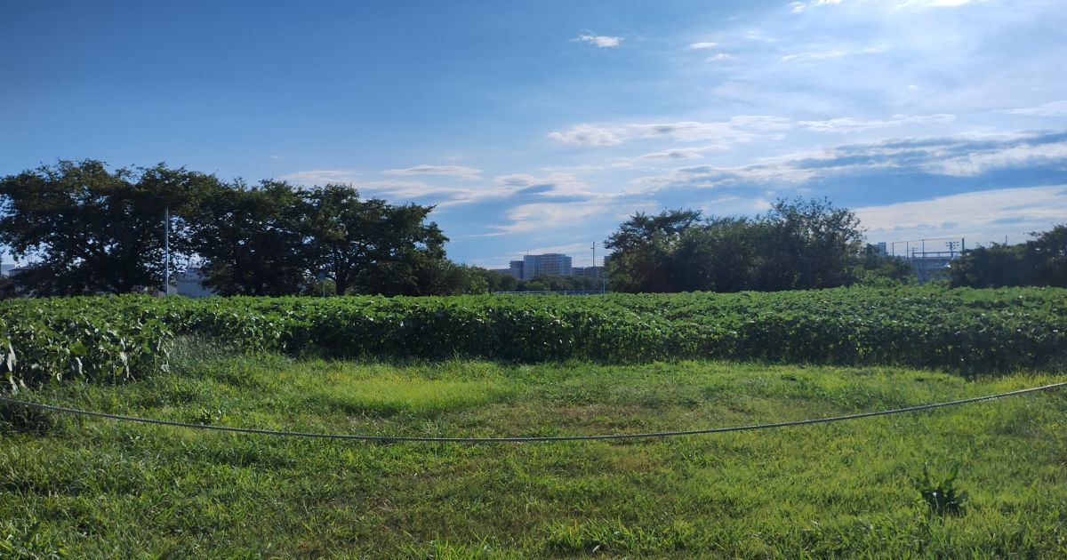 春日部市牛島古川公園ひまわり広場（2026年7月29日撮影）