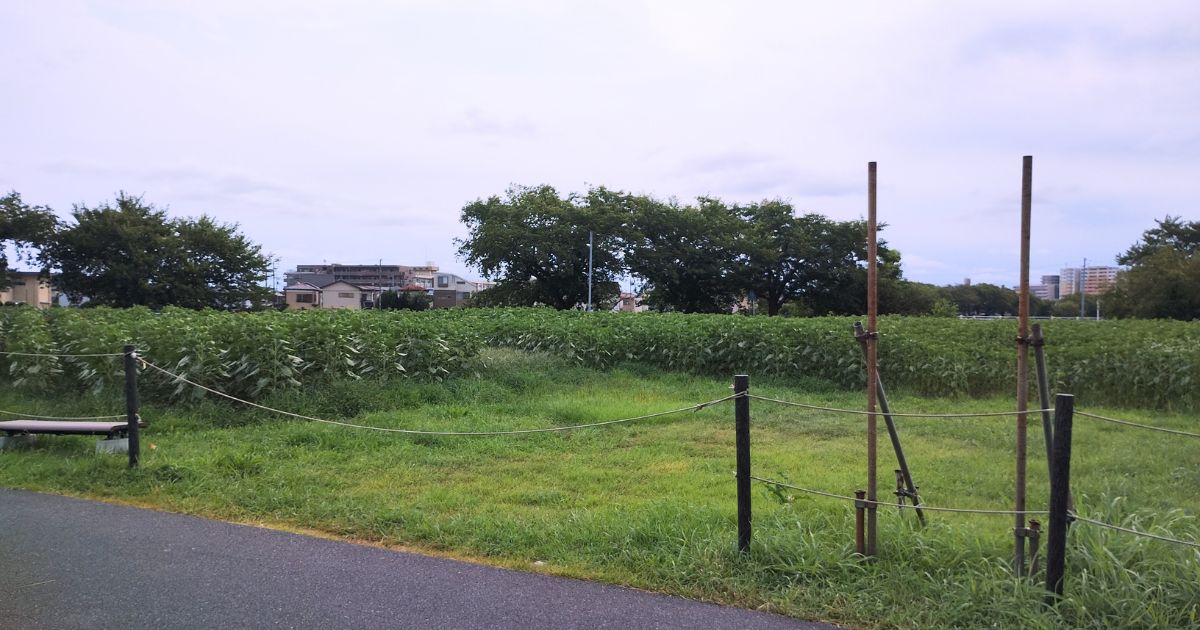春日部市牛島古川公園ひまわり広場（2026年8月2日撮影）