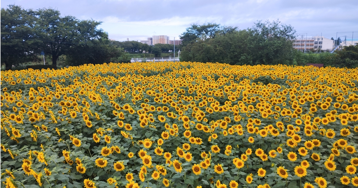 牛島古川公園のひまわり（2026年8月14日撮影）