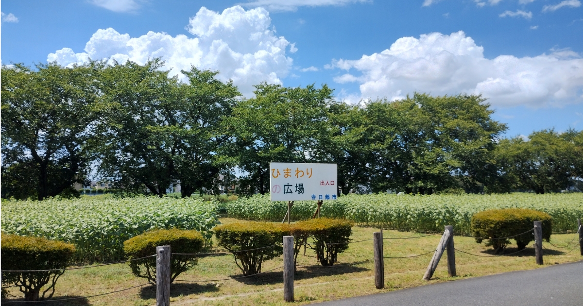 春日部市牛島古川公園(2026年8月7日撮影)