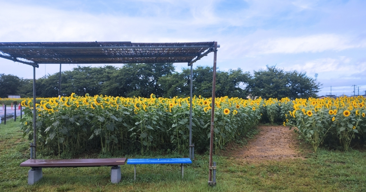 春日部市牛島古川公園ひまわりの広場ベンチ（2026年8月14日撮影）