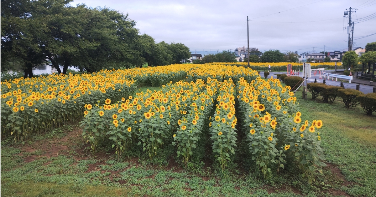 春日部市牛島古川公園の築山からの景色（2026年8月14日撮影）