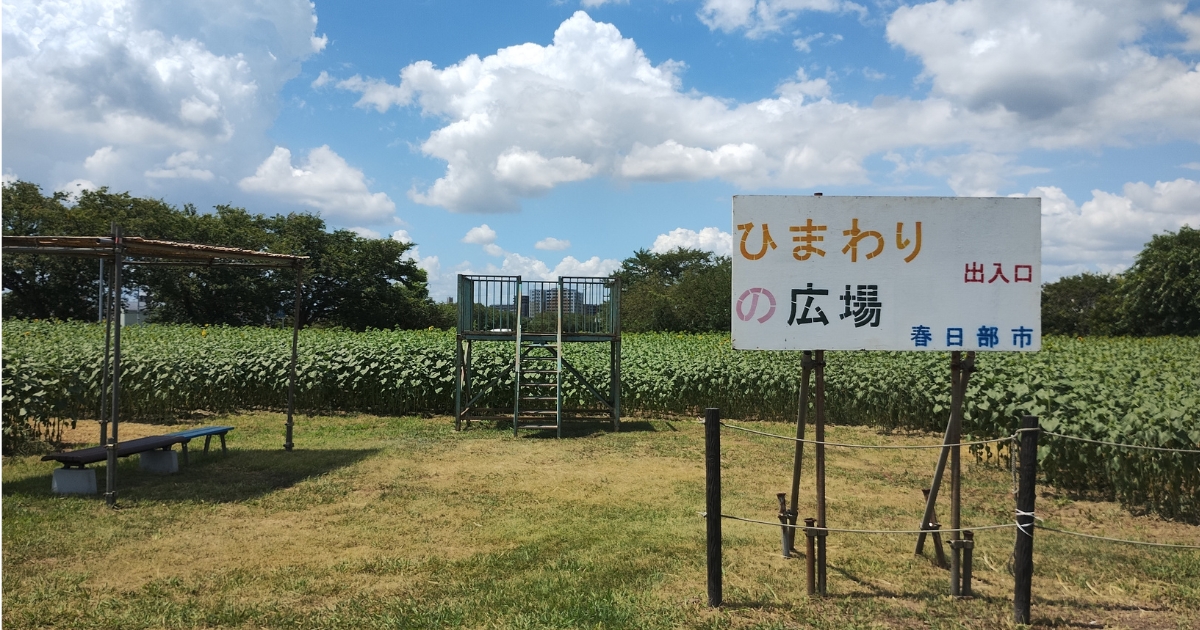 春日部市牛島古川公園ひまわり広場(2026年8月7日撮影)